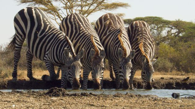 TV esta noche Waterhole: África