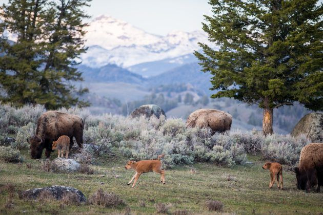 TV i kveld Yellowstone Live