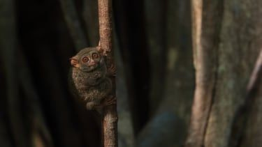 Indonezija - Spectral Tarsier na sadik. Ti majhni primati tehtajo približno 100 gramov (Terra Mater / Matt Hamilton)