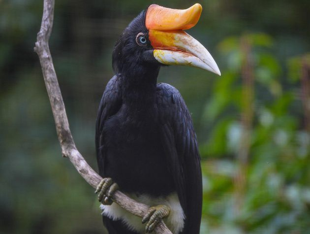 TV ce soir La vie secrète du zoo