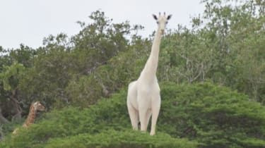 Ultra-sjældne hvide giraffer set i Kenya