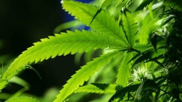 Marihuana