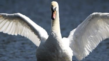 Swan continue de frapper à la porte des gens