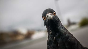 120618-wd-pigeon.jpg