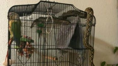 Huisdierpapegaai ontsnapt centimeters aan doodsbekken na python-angst