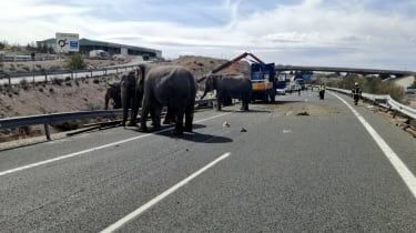 Elefanții ajung să fie liberi pe autostradă din Spania