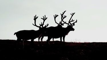 Nevada se pregătește pentru invazia cerbului zombi