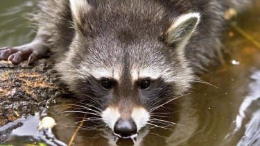 Bărbat interogat după ce a adus un raton mort într-un McDonald’s din San Francisco