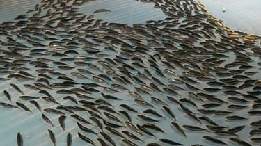 5,000匹の冷凍魚が閉鎖を余儀なくされたアイスリンク