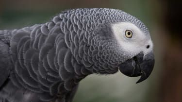 Parrot uczy się korzystać z Amazon Alexa w domu