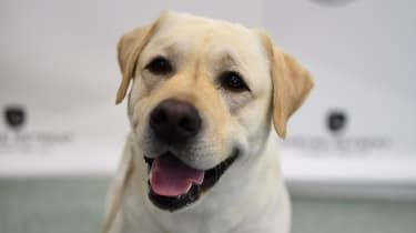 Kobieta zastrzelona przez szczeniaka labradora