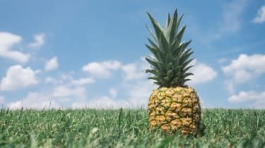 Un bărbat l-a chemat pe Pineapple pentru a deveni primar al Queenslandului