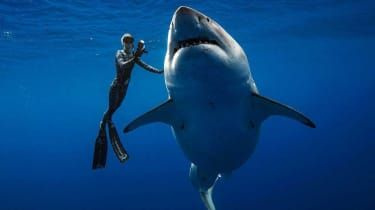 Potápači plávajú s Deep Blue, najväčším bielym žralokom na svete