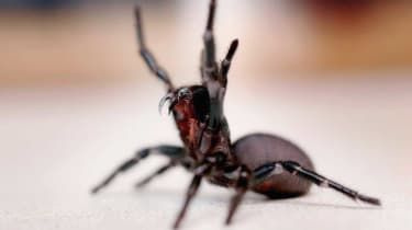 Le venin d'araignée mortel pourrait être un remède contre le cancer de la peau