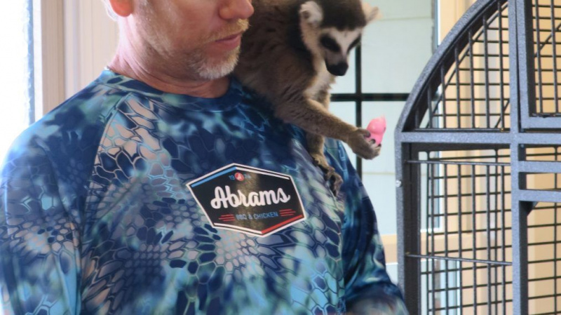 Zoomy - Ring Tailed Lemur