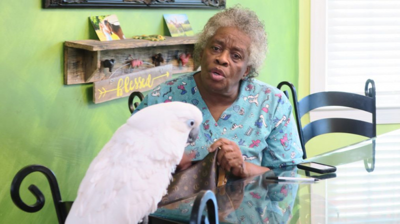 Coco - Umbrella Cockatoo