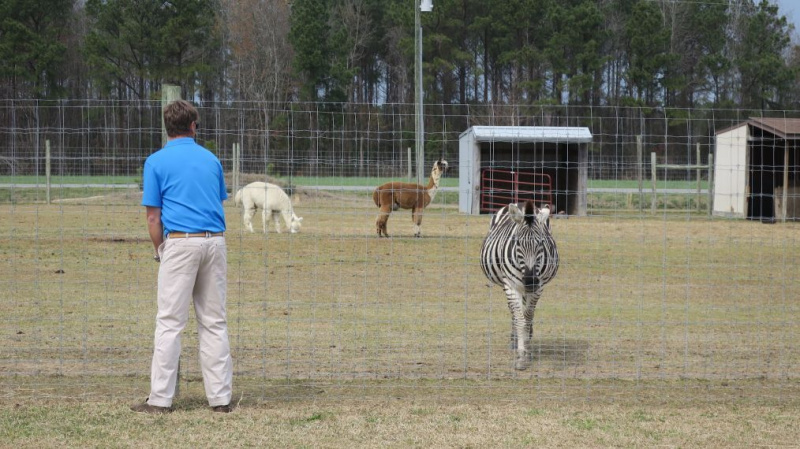 Joey - Zebra