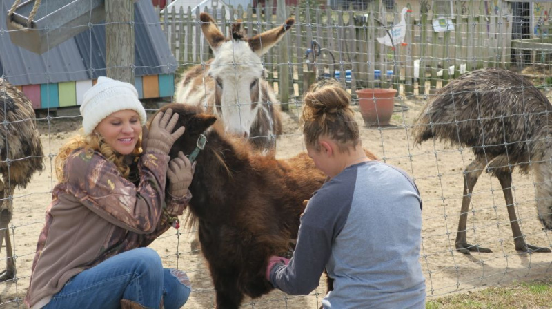 Lady Bug - Mini Horse (and Rachael Ray - Mini Donkey)