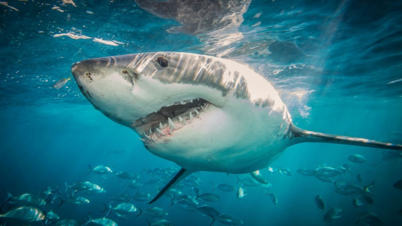 Great White Sharks: The Graceful Giant Behind Hollywood