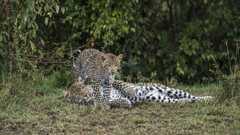 'Jade Eyed Leopard' starter Nat Geo WILDs 10. store kattuke (VIDEO)
