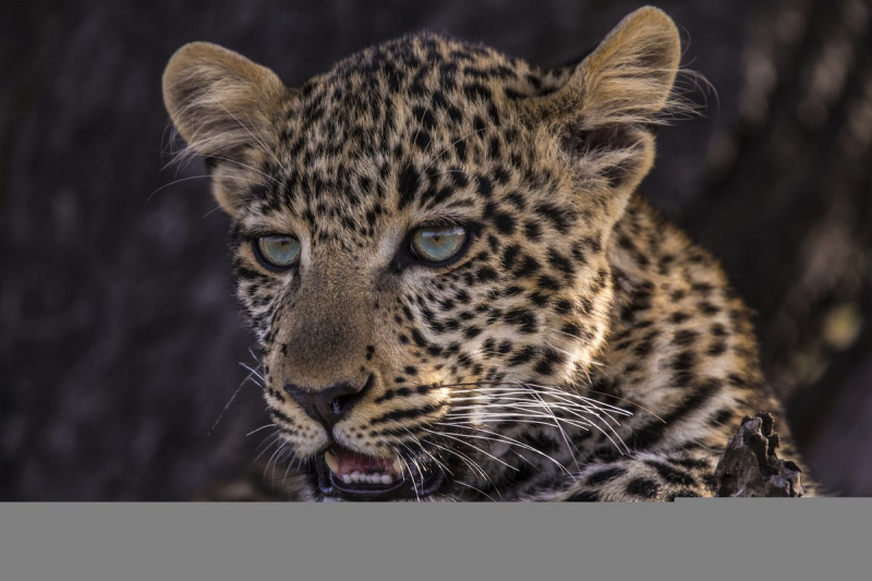 Toto Tree Jade Eyed Leopard