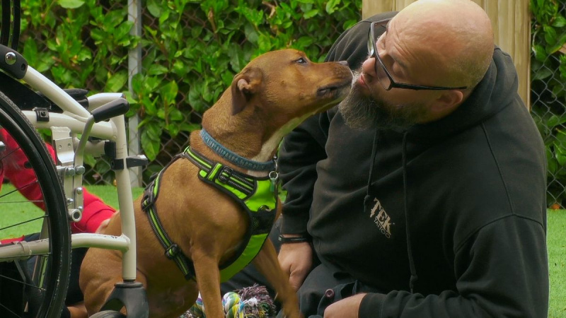 Dog House UK HBO Макс