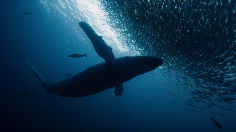 8 immagini mozzafiato da 'Planet Earth: Blue Planet II'