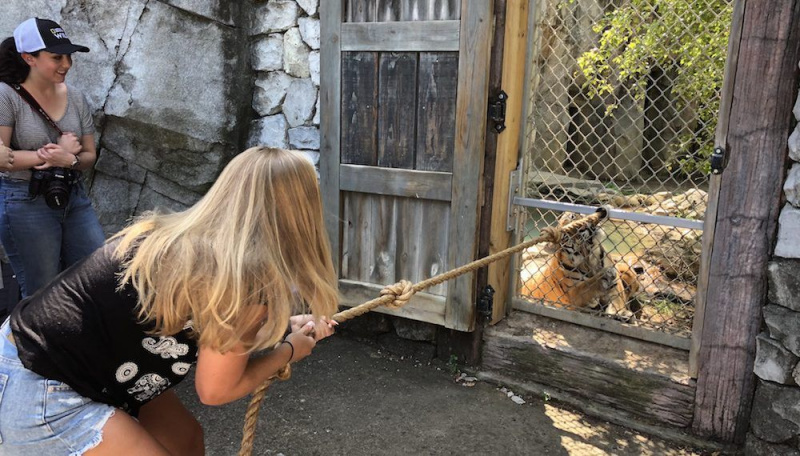 tiger tug of war