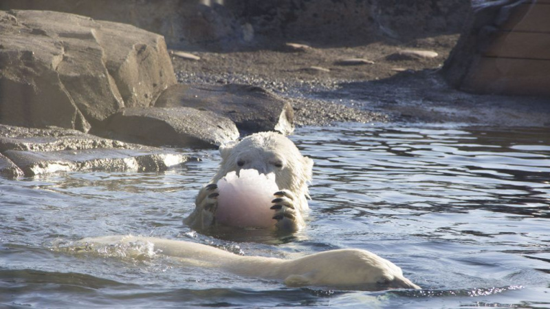 Polar bear ice chunks