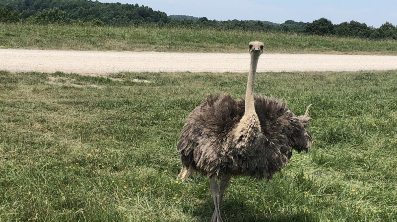 ostrich