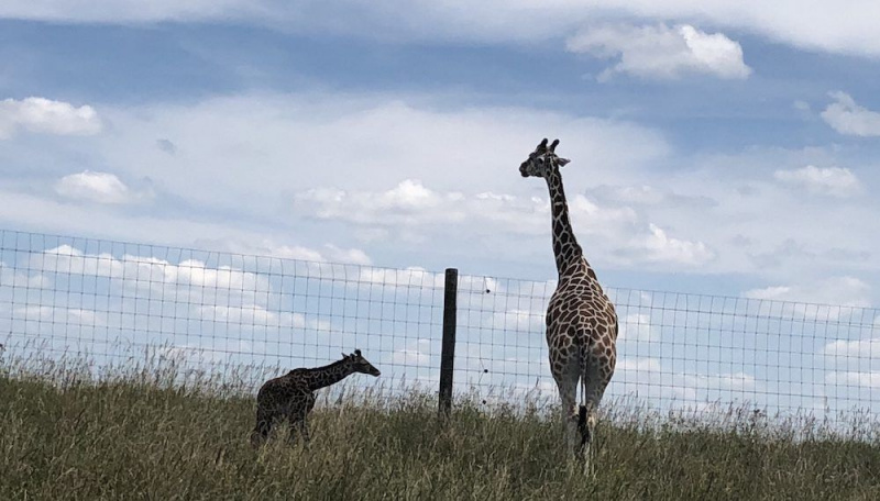 giraffe baby