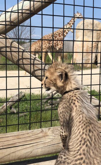 cheetah cub