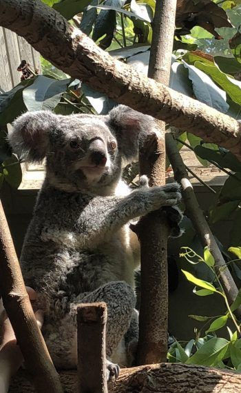 koala