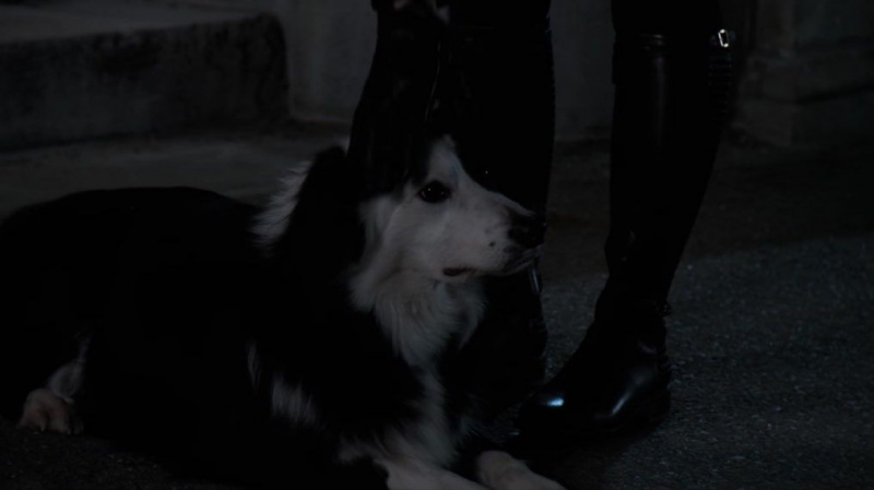 The Society dog