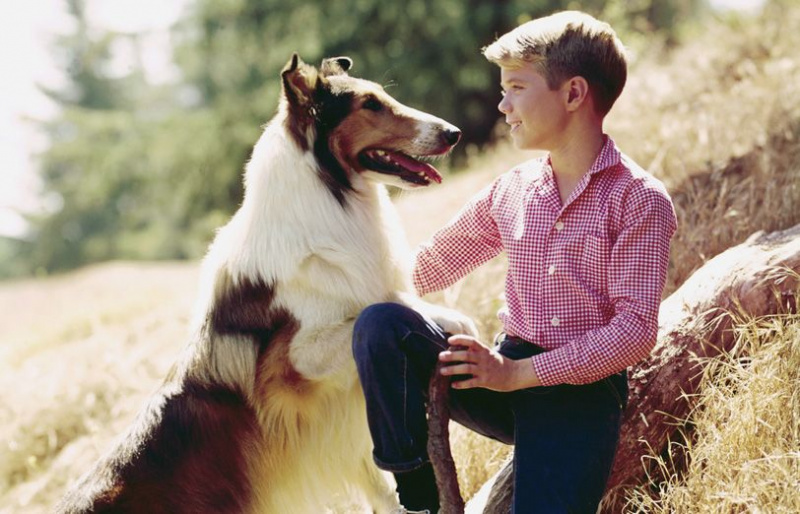 Dog-Lassie