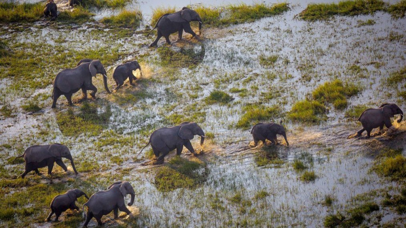 Naujasis „Nat Geo“ dokumentas „Į Okavango“ išplaukia į Afrikos pelkes