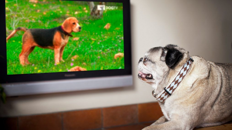 Comcast lança streaming sob demanda para Pooches