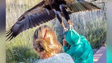 Eagle forsøger at snuppe en dreng til fugleudstilling