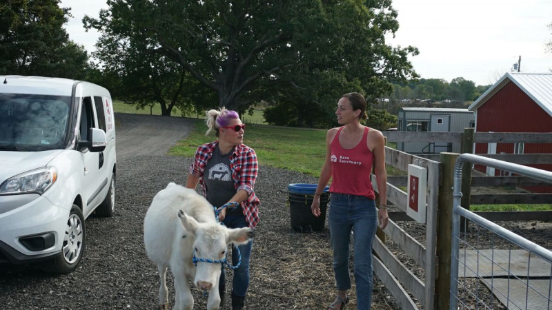 Animal Planet's 'Saved by the Barn' tar imot smågris og neglisjert kalv (VIDEO)