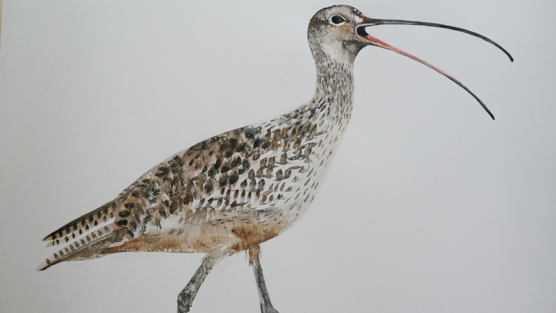   จิม's painting of a curlew from episode one.