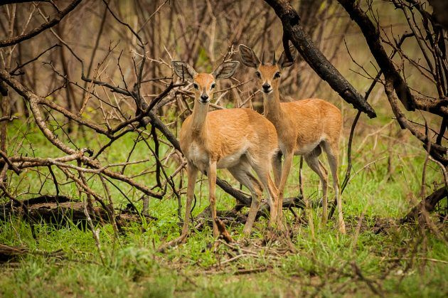 Dik-diks Tall & Tiny: Naravni ekstremi