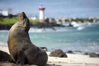 Minha Família e Galápagos - C4