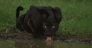 Großkatzenwoche - National Geographic Wild