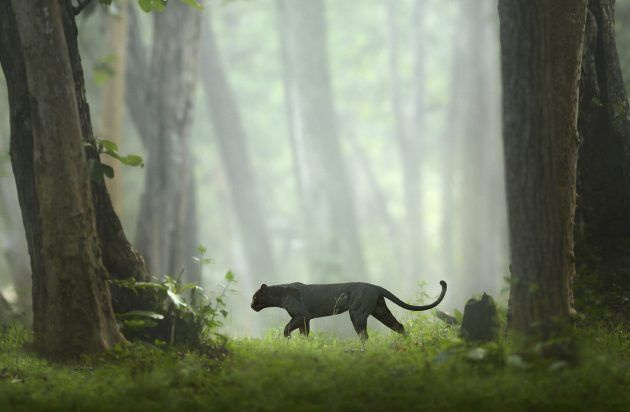 Ein schwarzer Panther
