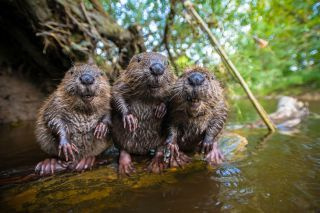 Spy in the Wild – BBC1