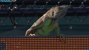 Iguana na Miami Masters