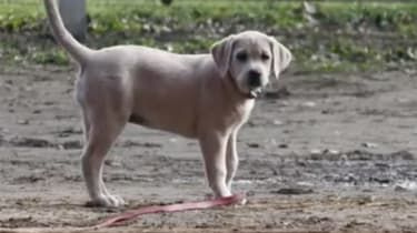 Super Bowl XLIX: najlepšie reklamy od Budweiser po Carl's Jr