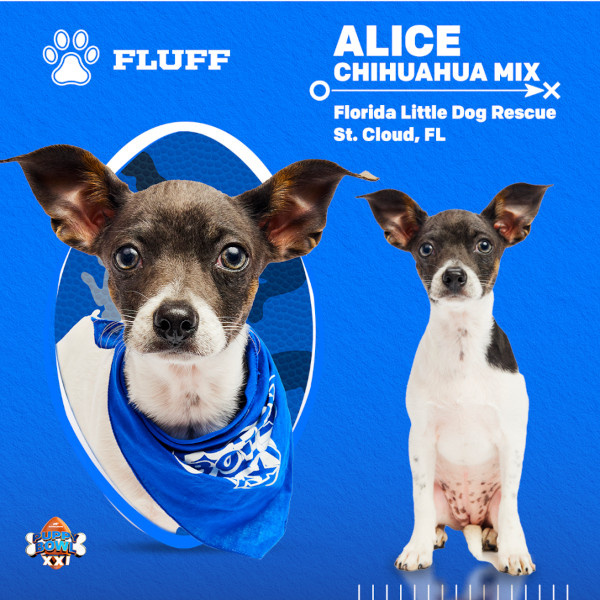   Puppy Bowl 2025 Алиса