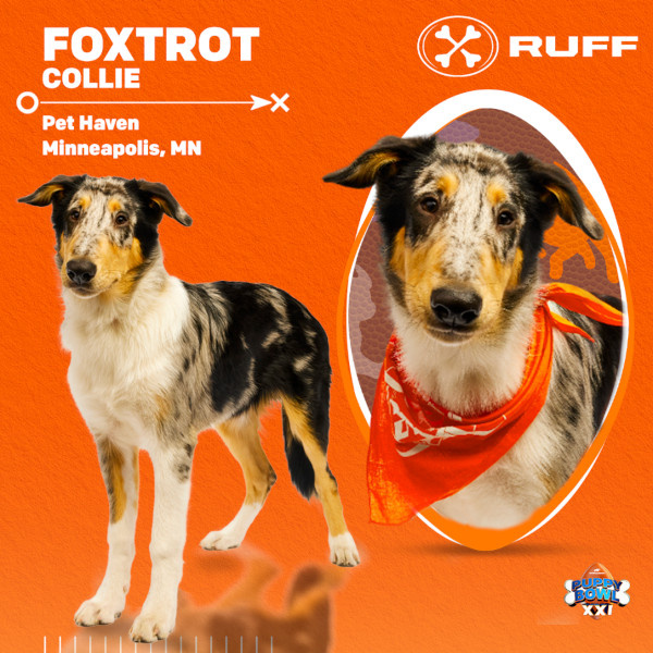   Puppy Bowl 2025 Foxtrot