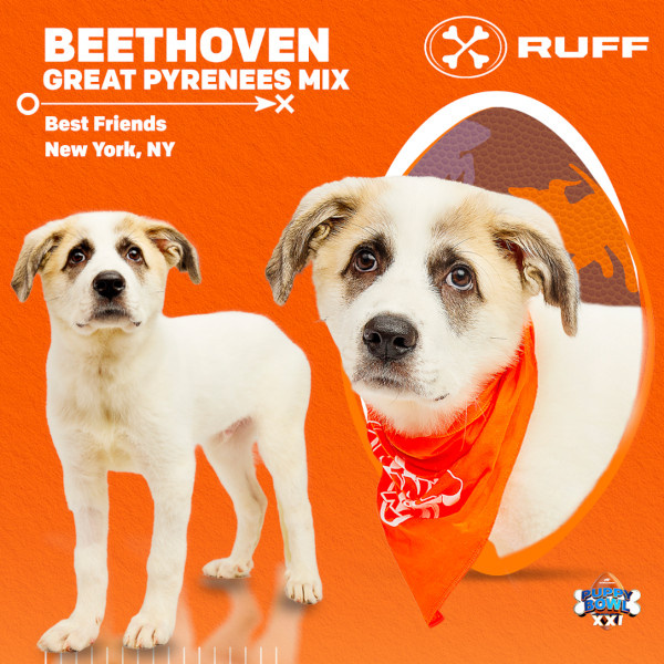   Puppy Bowl 2025 Бетховен